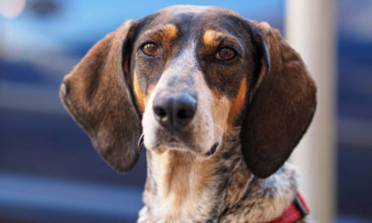 bluetick coonhound life span