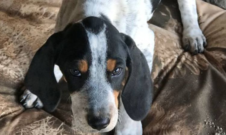 Bluetick Coonhound