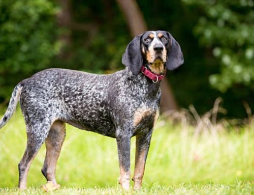 The Bluetick Coonhound: Size, Weight, Colors, and Lifespan — A Complete Breed Guide