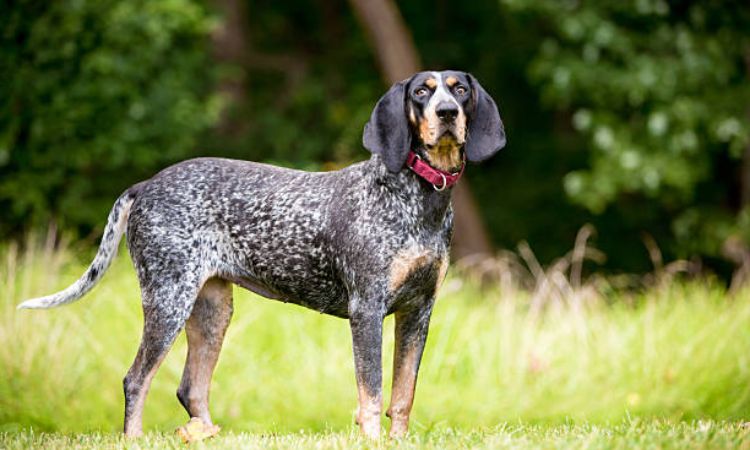 Bluetick Coonhound