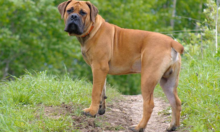 boerboel height