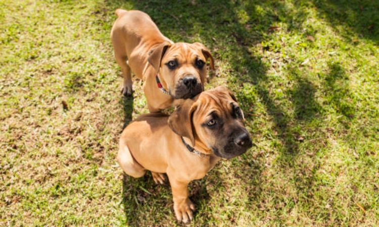 The True Cost of Owning a Boerboel