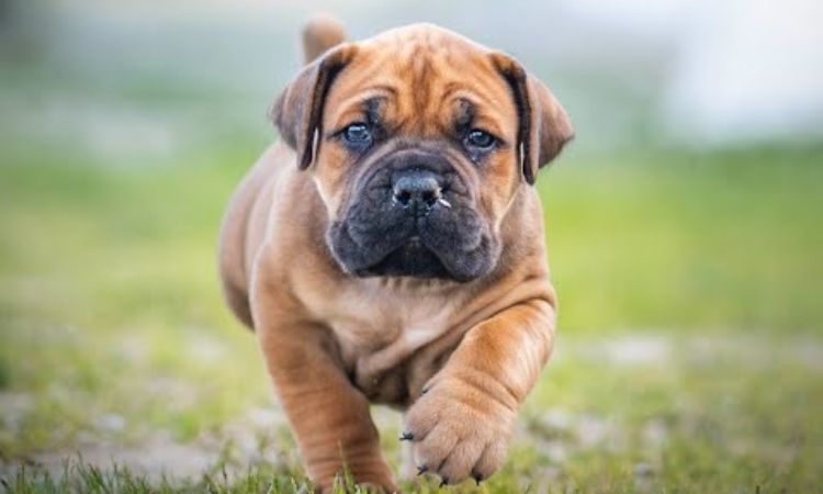 Boerboel Puppy
