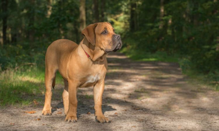 boerboel