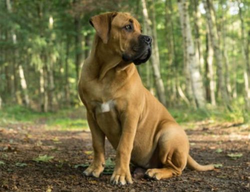 How Big Is a Boerboel? Complete Guide to Boerboel Size, Weight, Height, and Cost