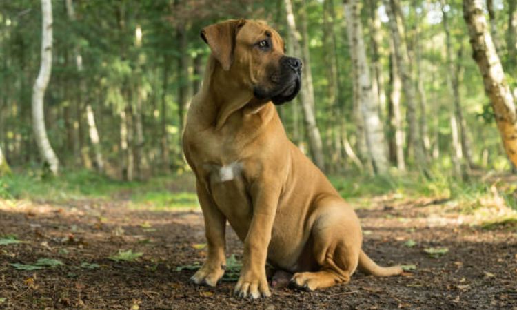 Boerboel
