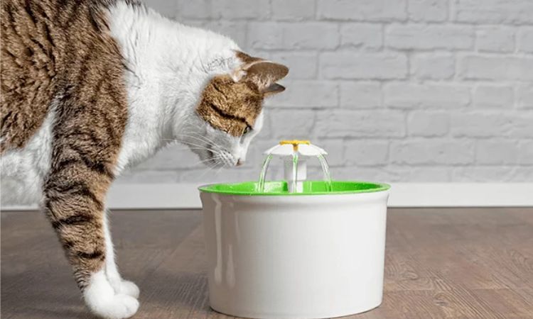 Boost Your Cat’s Hydration