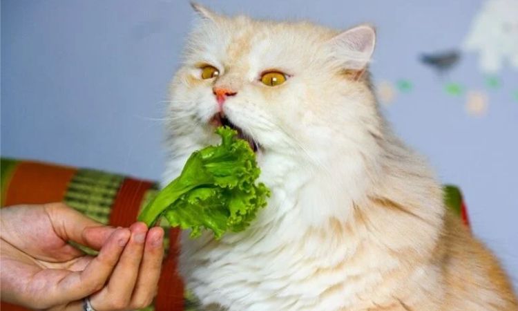 Add Gentle Dietary Fiber