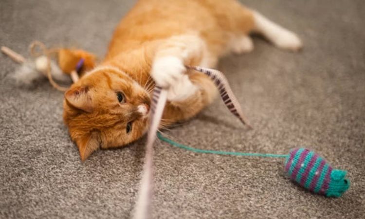 Encourage Movement and Reduce Stress