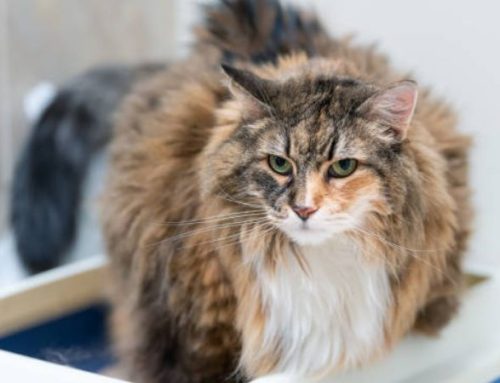 Cat Constipation: 5 Home Remedies and Treatments to Help Your Feline Friend