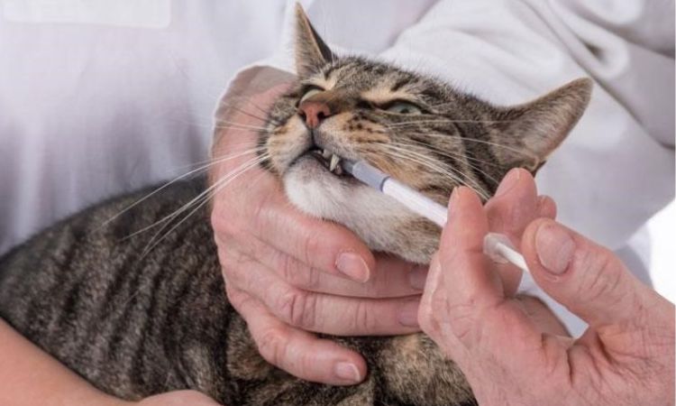 Vet-Recommended Laxatives and Probiotics at Home