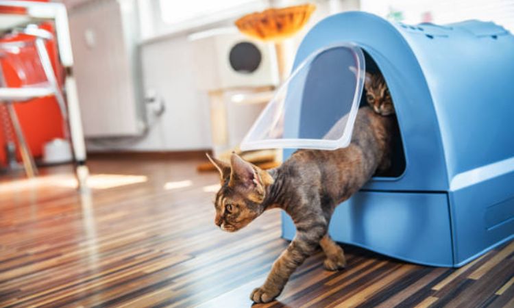 Male Cat not peeing but acting normal