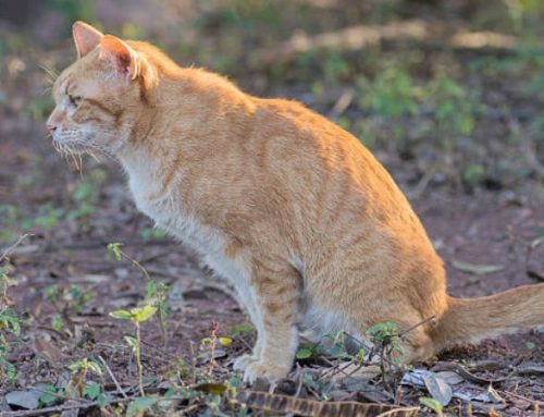 Cat Not Peeing But Acting Normal? Risks, Causes, and When to Worry