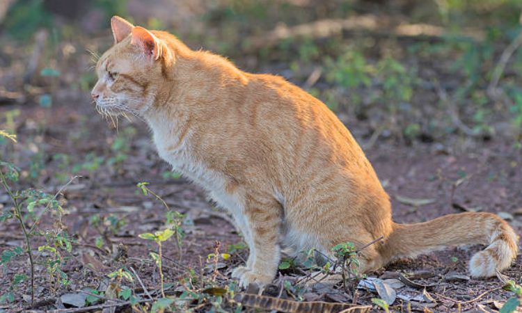 Cat Not Peeing But Acting Normal