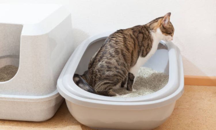 cat peeing blood male