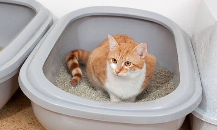 cat peeing blood female