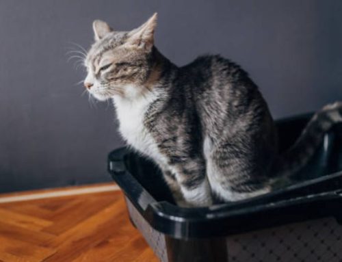 What to Do if Your Cat is Peeing Blood: Male vs. Female Treatment and Home Care