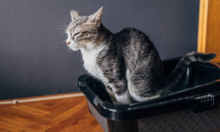 Is Blood in Cat Pee an Emergency?