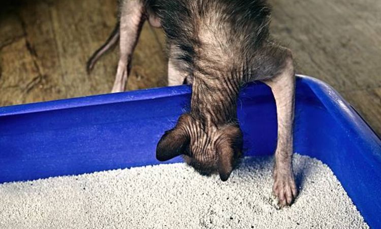 male cat peeing frequently small amounts