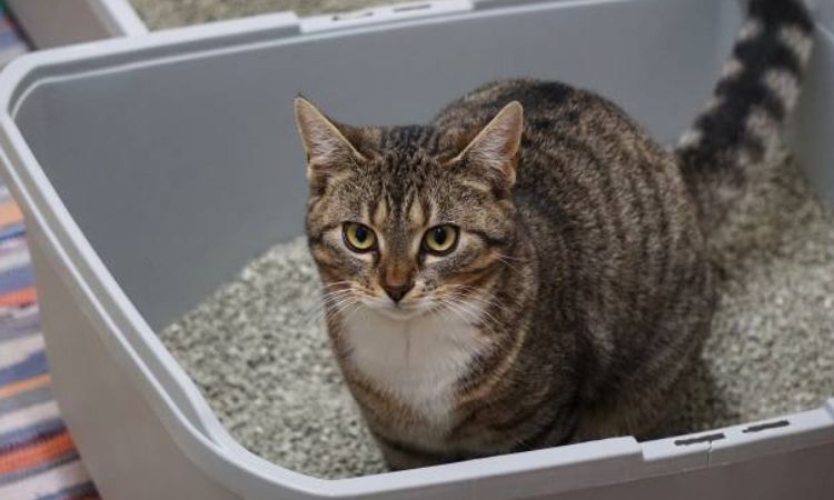 female cat peeing small amounts frequently