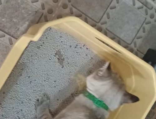 Cat Peeing Frequently Small Amounts? Causes, Symptoms, and When to See a Vet