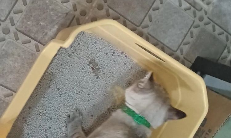 Cat Peeing Frequently Small Amounts