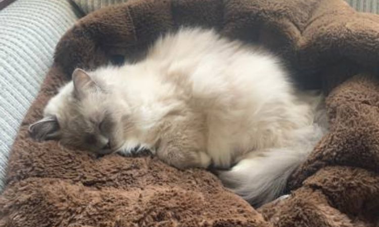 Sleeping on the Back – Belly Fully Exposed