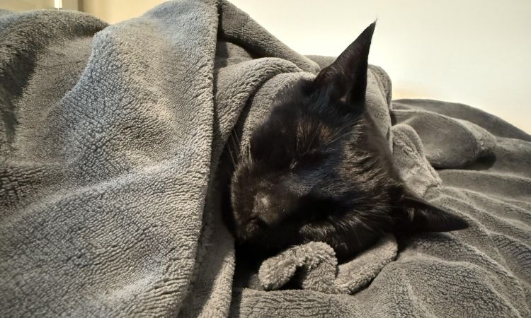 Tucked Under Blankets