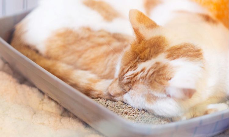 Sleeping in the Litter Box