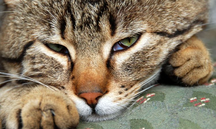 Sleeping With Eyes Open or Half-Open