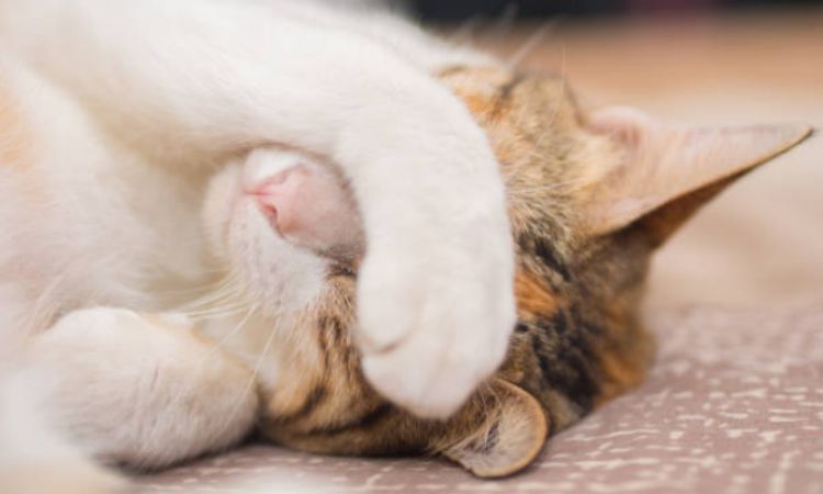 Paws Covering the Eyes