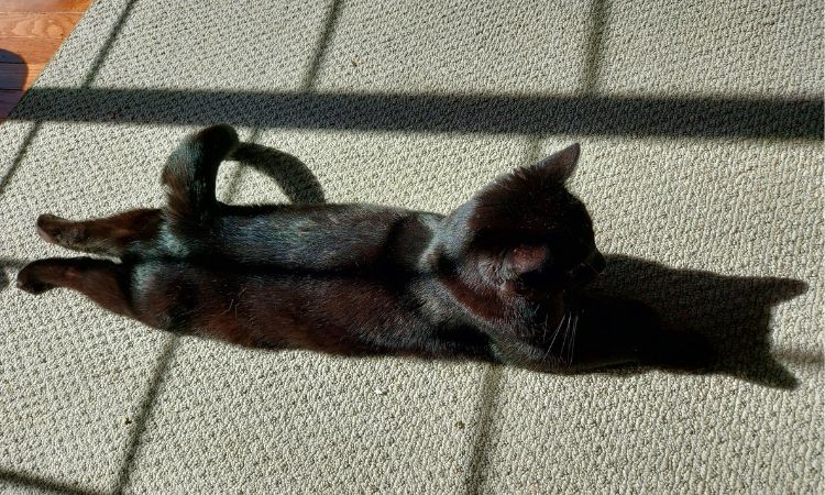 The Superman Stretch