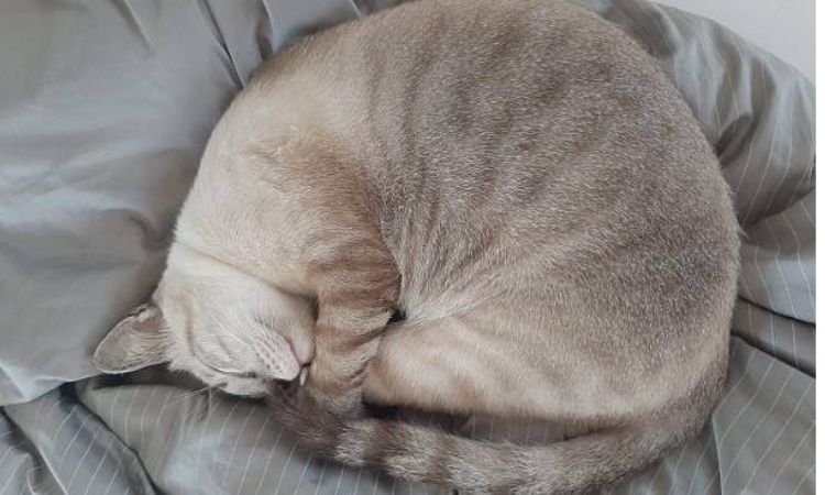 Curled Into a Tight Ball