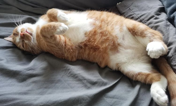 Twisted or “Uncomfortable-Looking” Poses