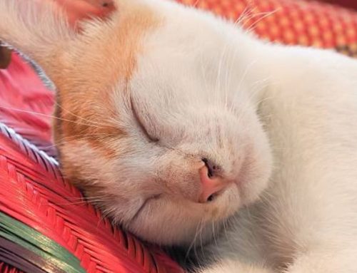 Cat Sleeping Positions Meaning: What Your Cat’s Nap Style Says About Their Trust