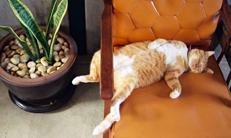 Perched on Furniture or High Surfaces