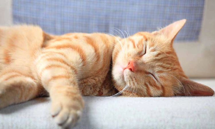 Sleeping on the Side