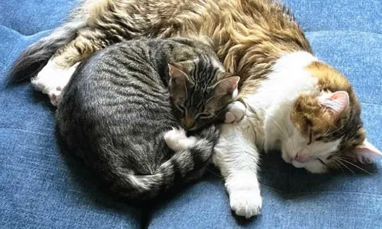 Sleeping With Other Cats