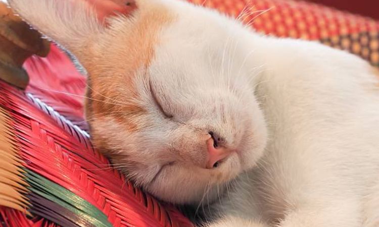 Cat Sleeping Positions Meaning