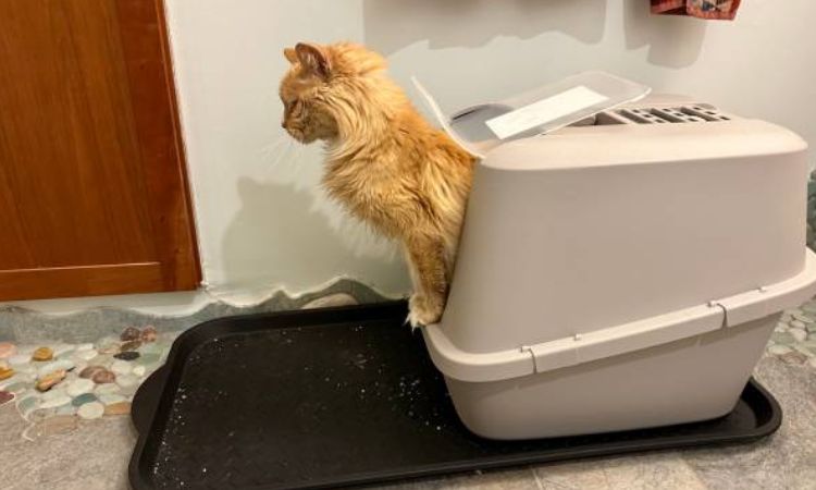 Cat Straining to Pee