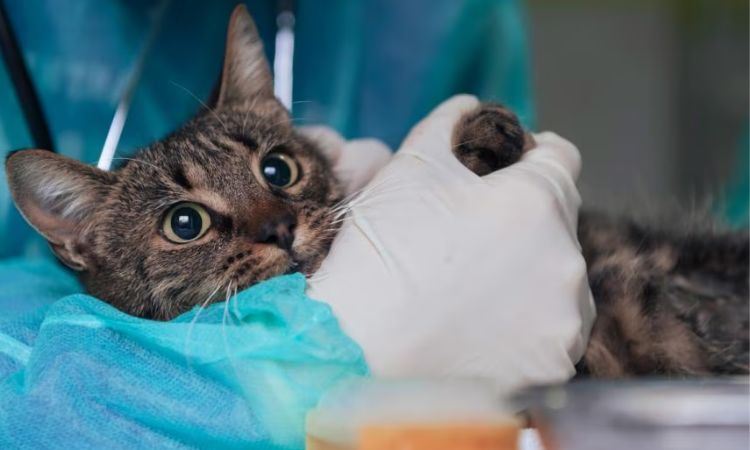 cat straining to pee treatment