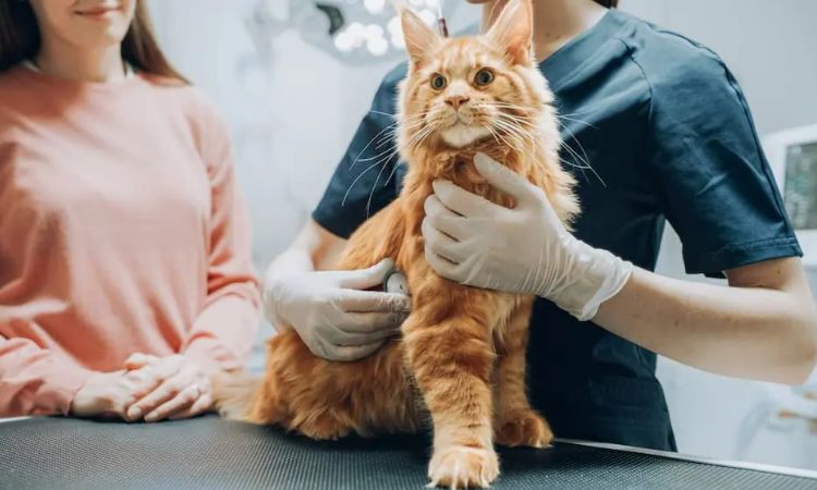 How Vets Diagnose Urinary Problems in Cats
