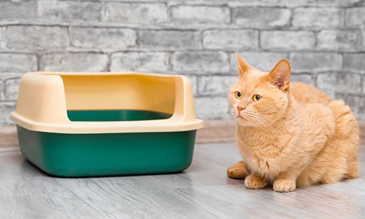 cat straining to pee treatment