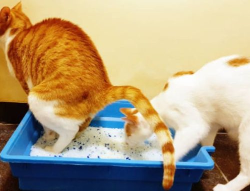 Cat Straining to Pee? Causes, Symptoms, and Effective Treatments Every Owner Should Know