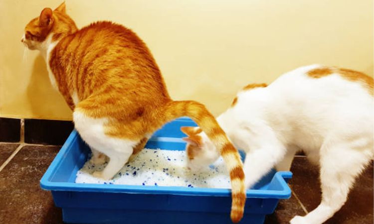 Cat Straining to Pee