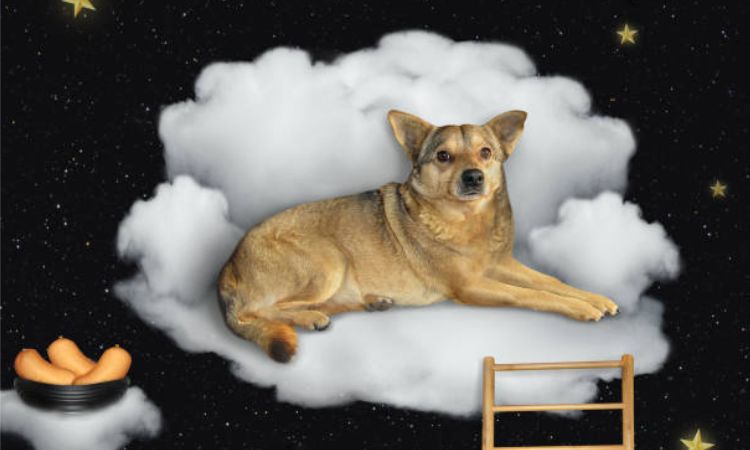 do dogs go to heaven