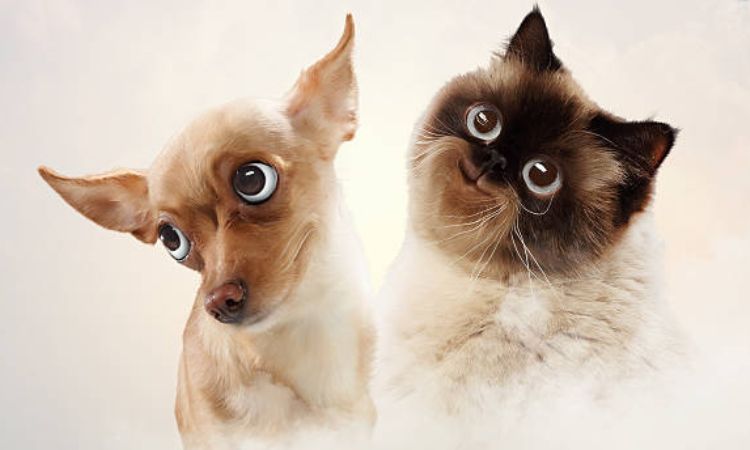 do cats and dogs go to heaven