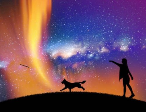 Do All Dogs Go to Heaven? What the Bible Says About Pets and the Afterlife