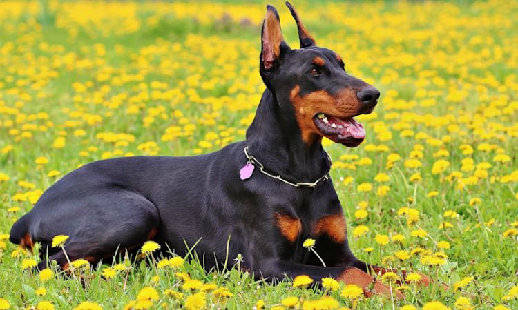 Doberman Pinscher