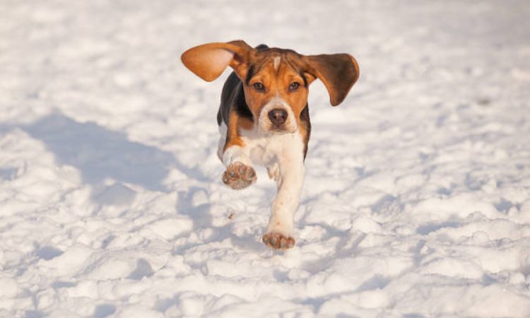 how fast can a beagle run